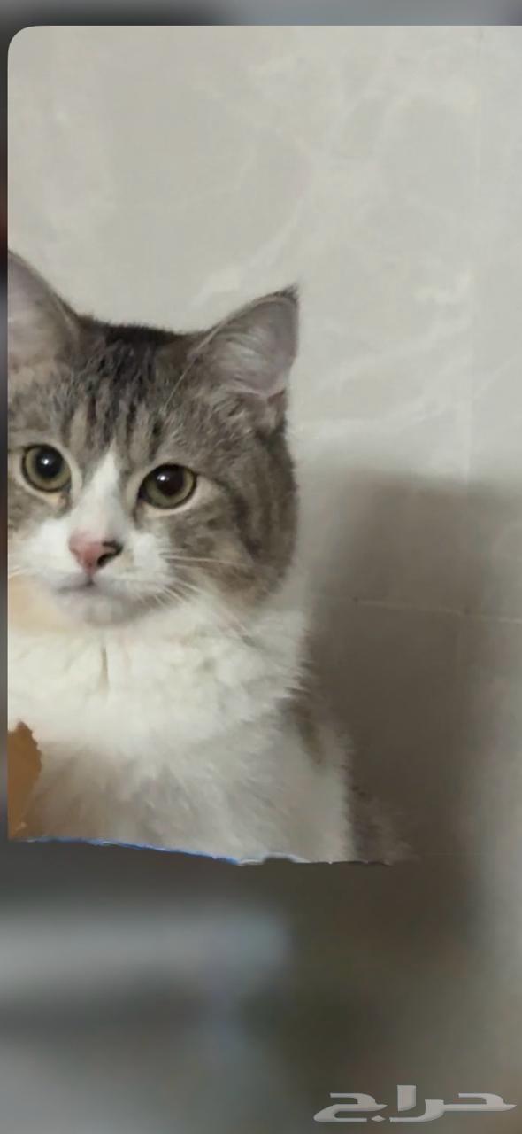 قط للبيع للبيع 200 سكوتش ستريت هجين عمره 6شهور64581210525057110