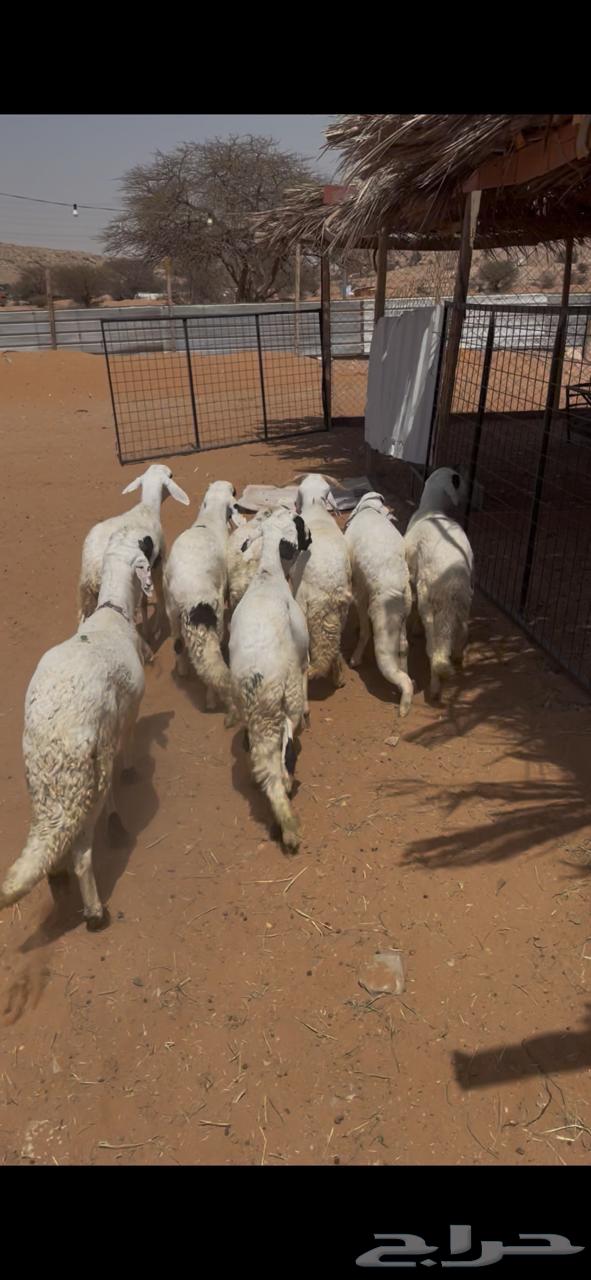 طليان سواكني للبيع - يوجد خدمة التقسيط -64584135055489110