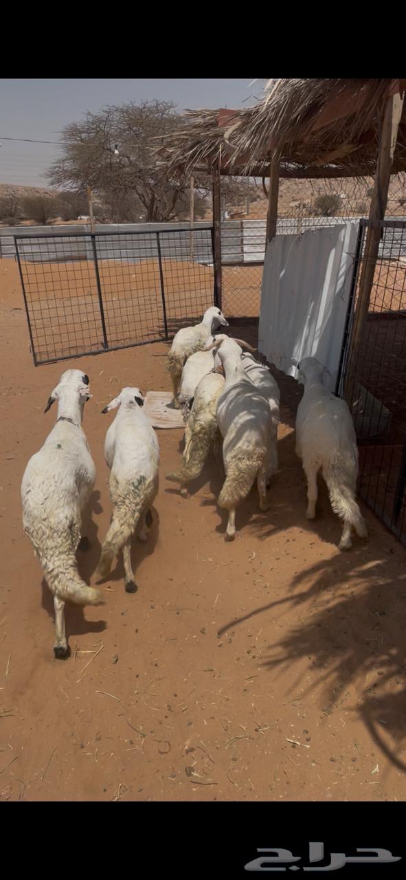 طليان سواكني للبيع - يوجد خدمة التقسيط -64584135055489111