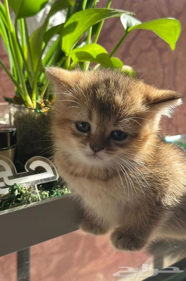 Scotch Pure64584376262017111