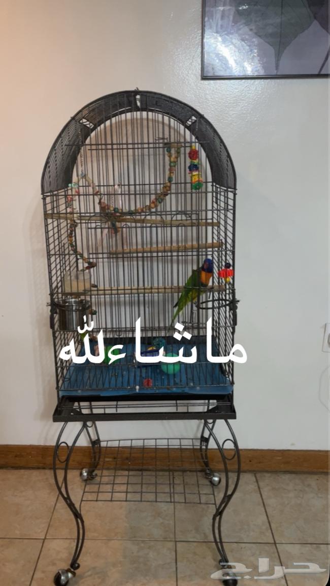 ببغاء لوري64586514395137114