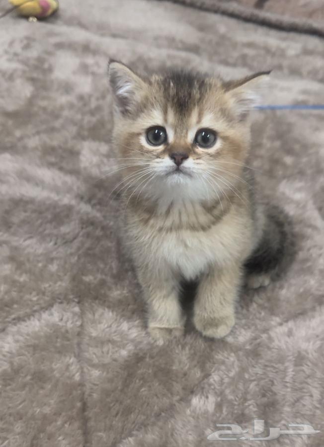 Scotch Pure64584376262017112