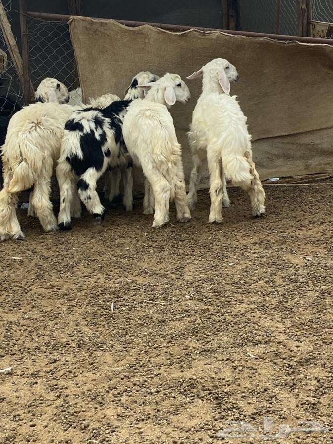 Type 4 Rakhal and Tali64584785488385110