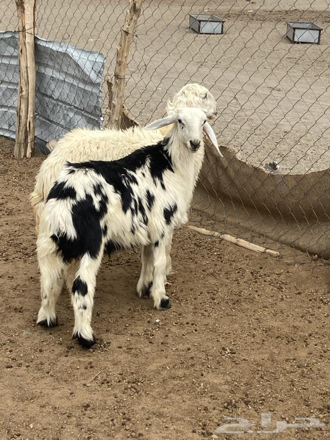 Type 4 Rakhal and Tali64584785488385112