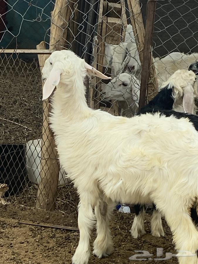 Type 4 Rakhal and Tali64584785488385113