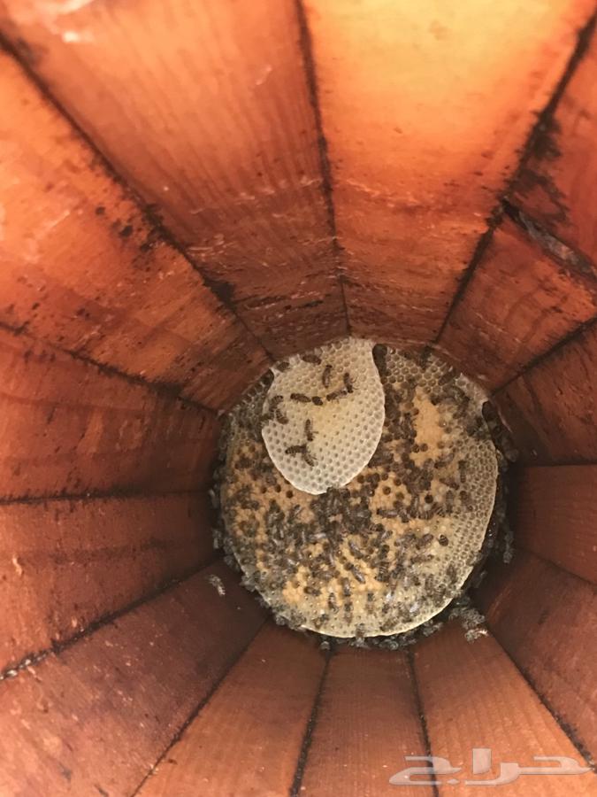 نحل بلدي للبيع64584785423234110