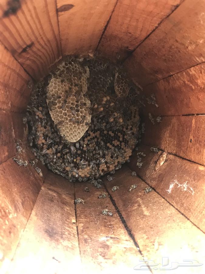 نحل بلدي للبيع64584785423234111