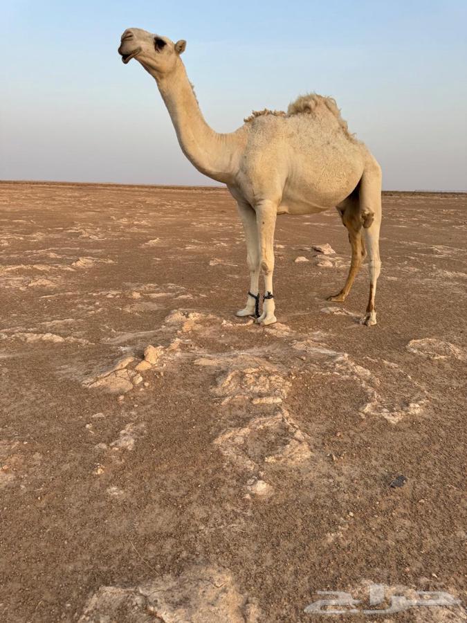 للبيع قعود صاهودي طيب64585323928450111