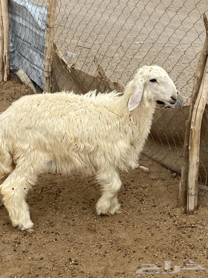 Type 4 Rakhal and Tali64584785488385111