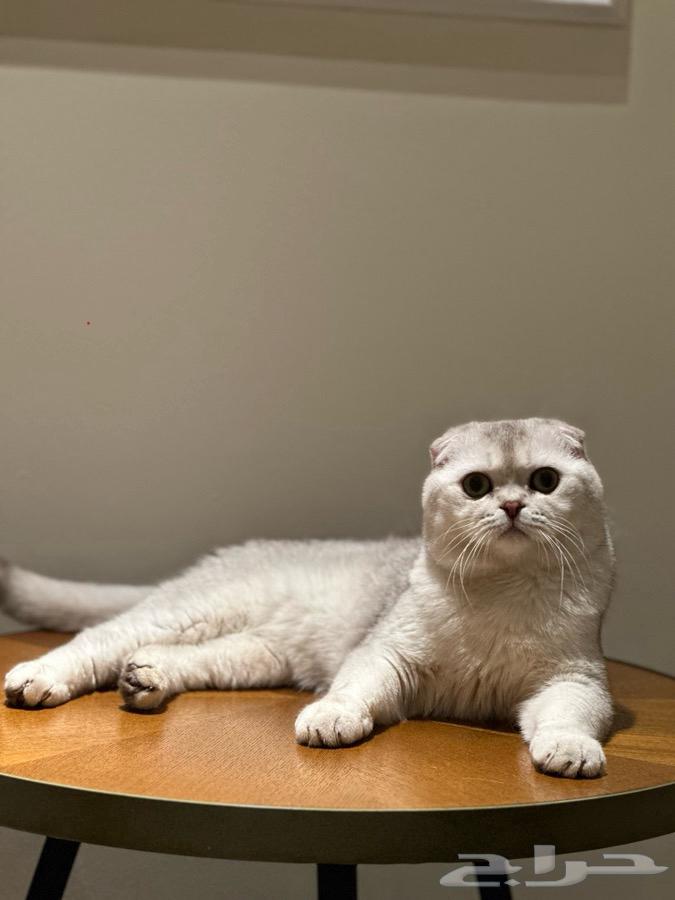 للبيع كيتن سكوتش تربل فولد سلفر فاخر64496778366595114