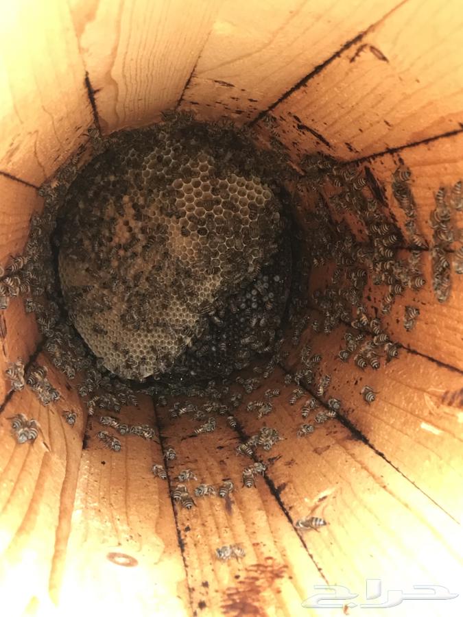 نحل بلدي للبيع64584785423234112