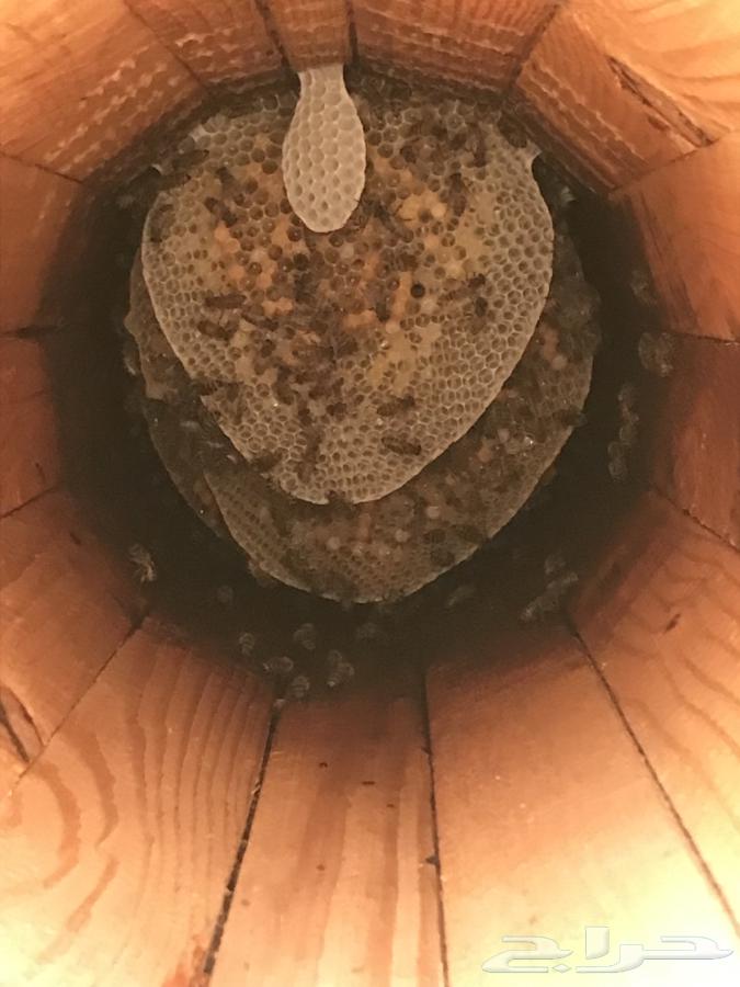 نحل بلدي للبيع64584785423234114