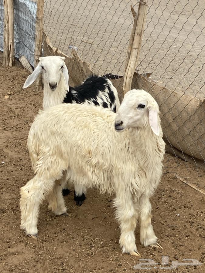 Type 4 Rakhal and Tali64584785488385114