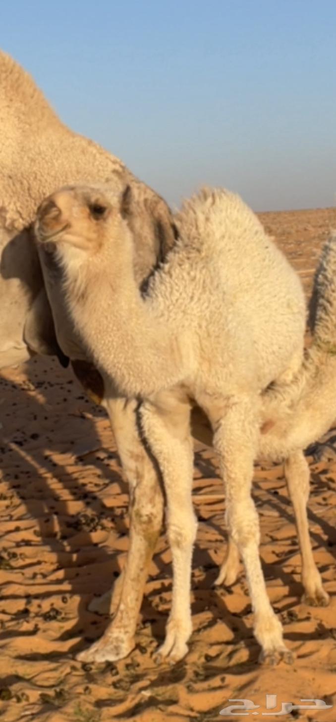 بكره باتليه مخلوله طيبه على زمل الثقفي64584106922243111