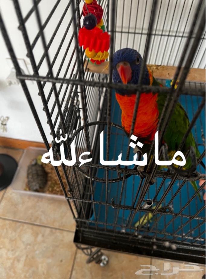 ببغاء لوري64586514395137112