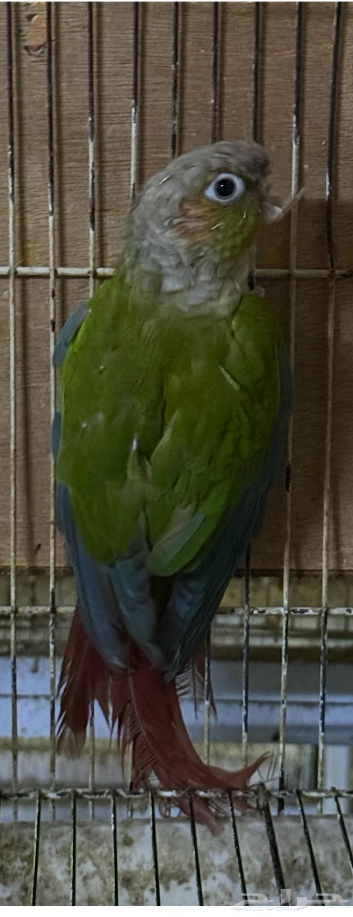 انثى كنيور اناناس منتجة64586626285569110