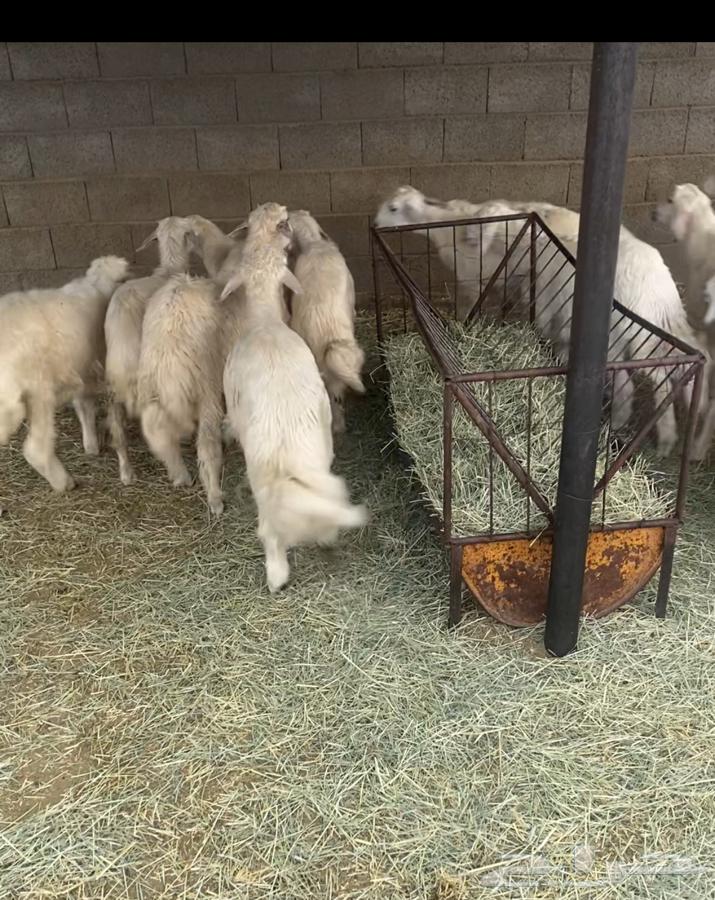 خرفان بلديات ونضيفه ويوجدتوصيل64585566697218110