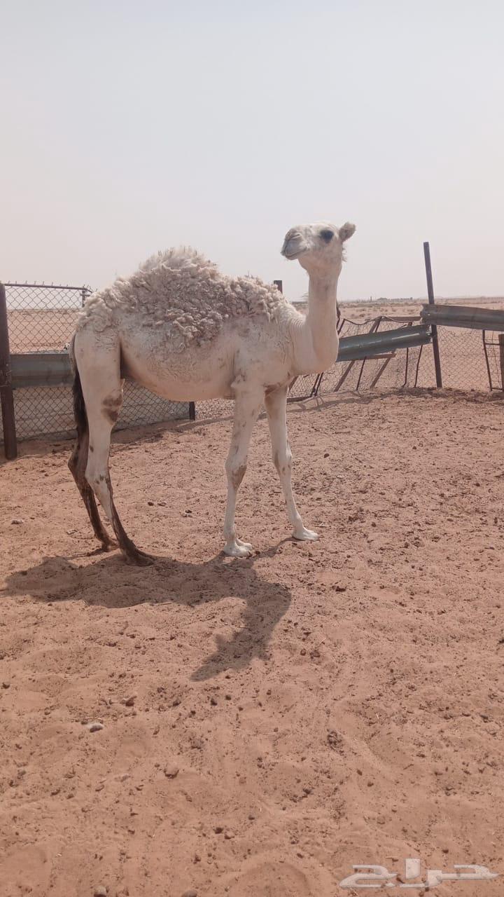 Dialogue64580102602754110