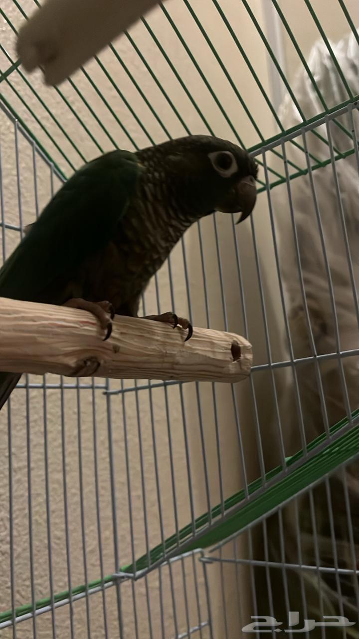 كنيور بلو شيك64583266038017113