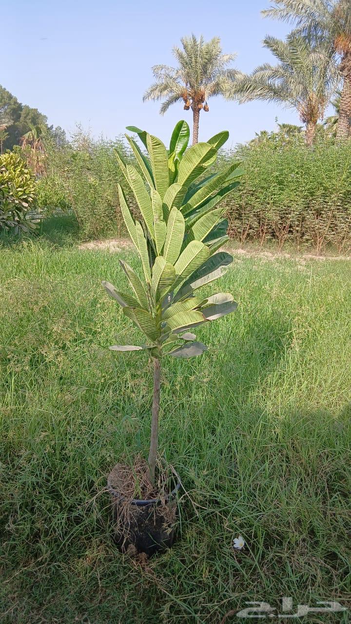 اشجار مميزة وأسعار جملة وقطاعي64583823569795113