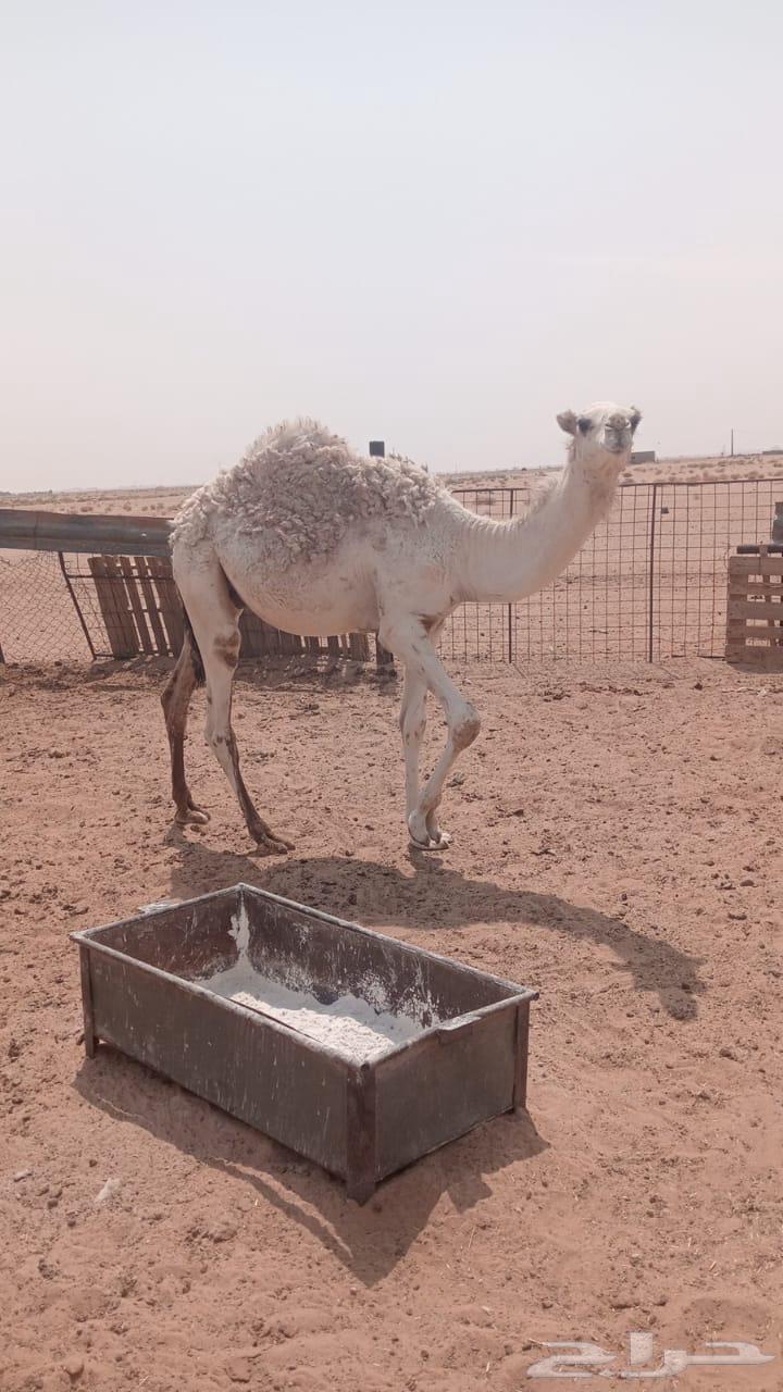 Dialogue64580102602754111