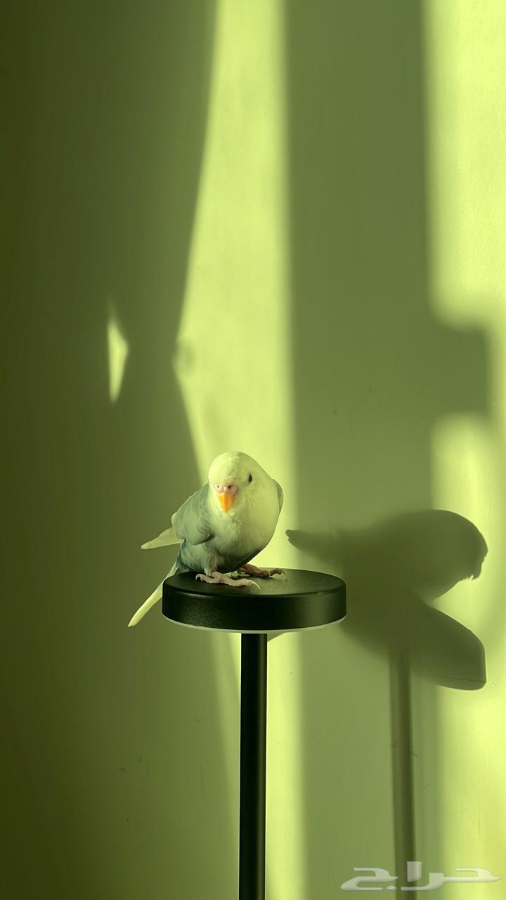 طيور بادجي64580212696961110