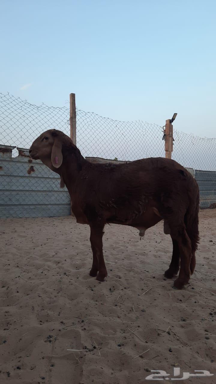 خروف سواكني طيب64583026533891110