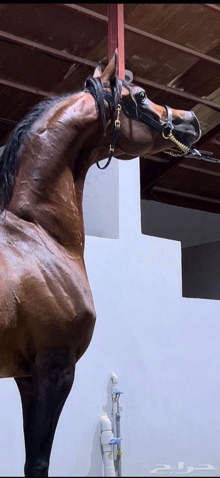 فحل مربط فاخر64580568441602112