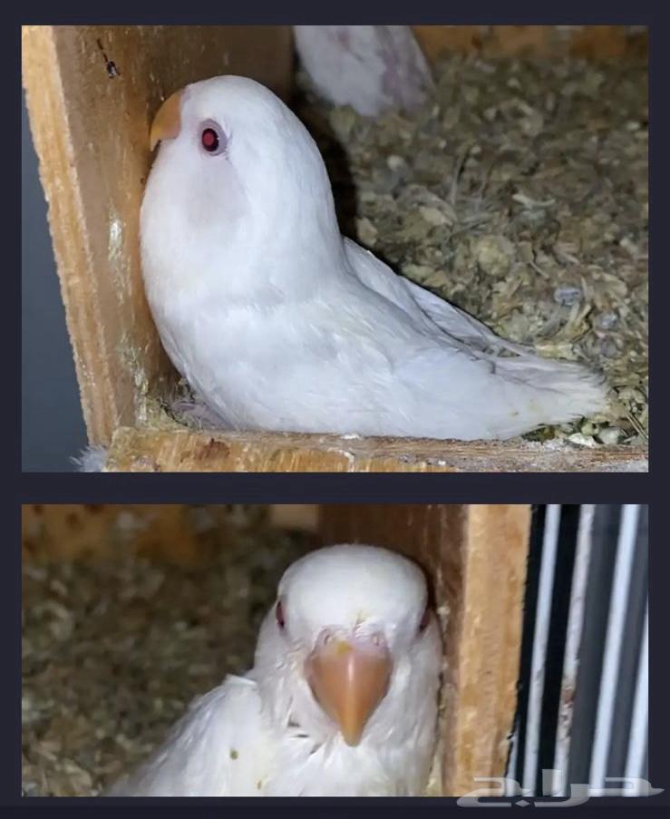 روز البينو منتج احجام64587206263681112