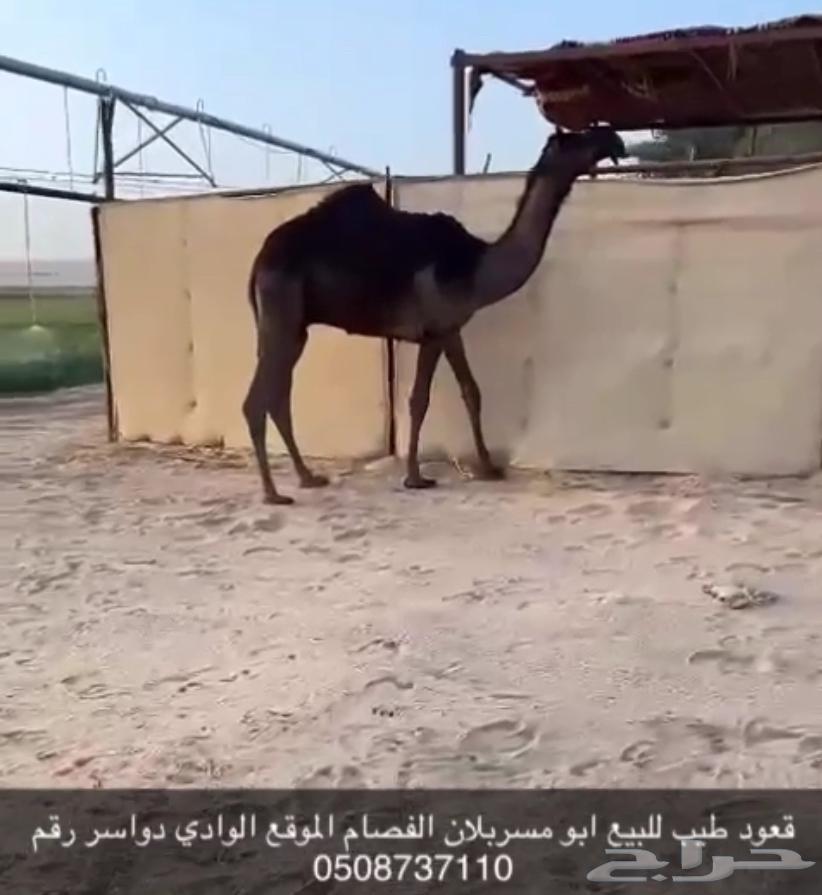 قعود كفو كفو للبيع سلالته كفو64584149388418110