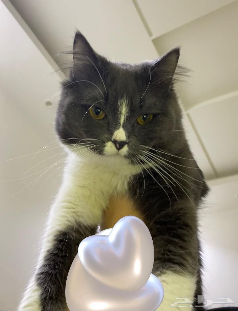 قط بيت اليف ولعوب للبيع64581842555266111