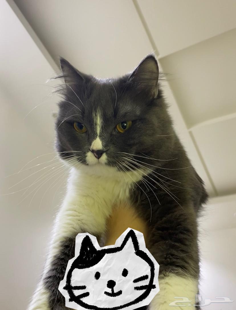 قط بيت اليف ولعوب للبيع64581842555266112