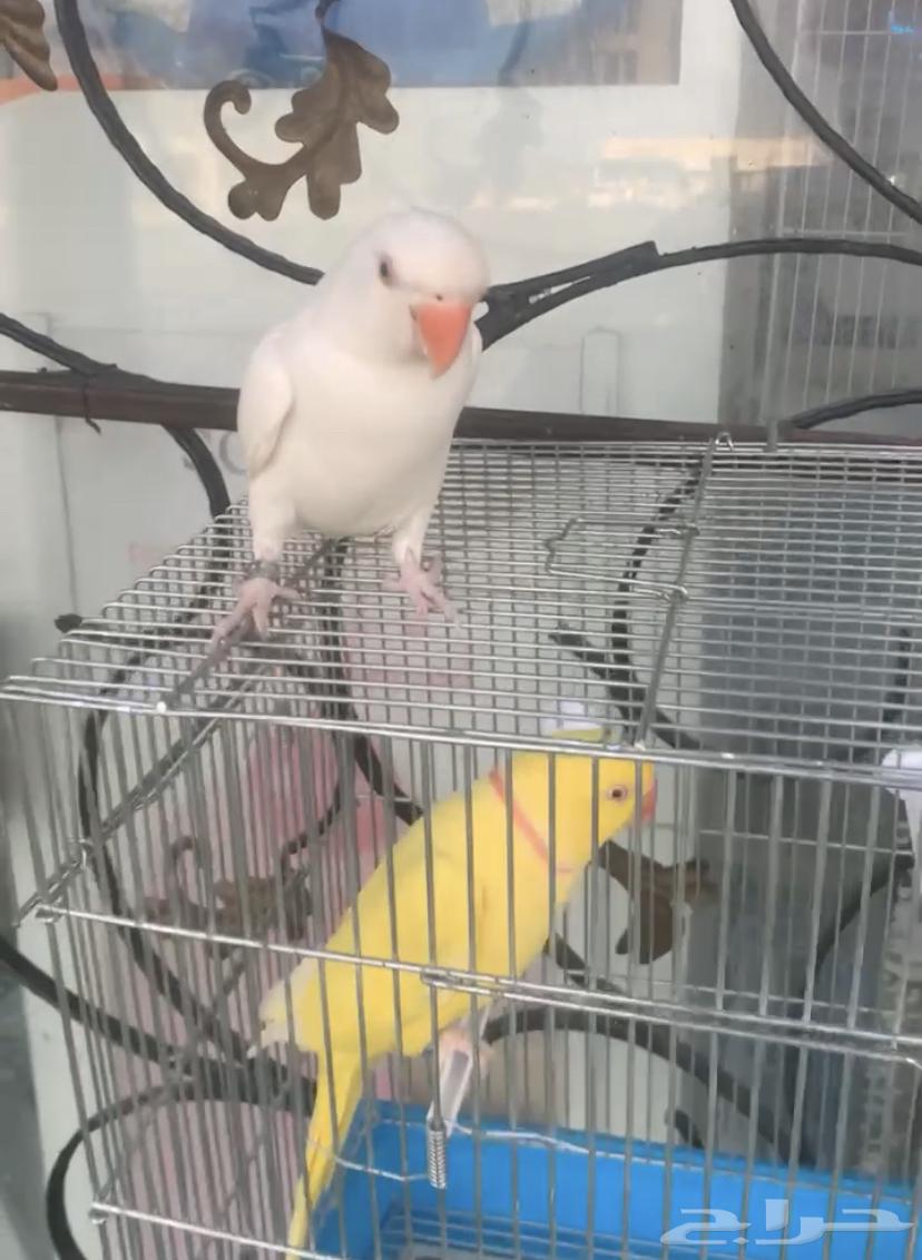 للبيع طيور درر هولندي اليفه متكلمه64581870004097113