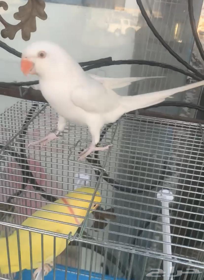 للبيع طيور درر هولندي اليفه متكلمه64581870004097110