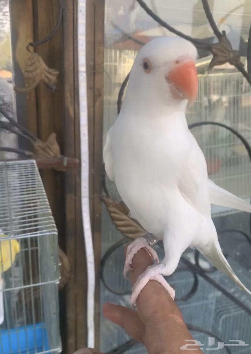 للبيع طيور درر هولندي اليفه متكلمه64581870004097111