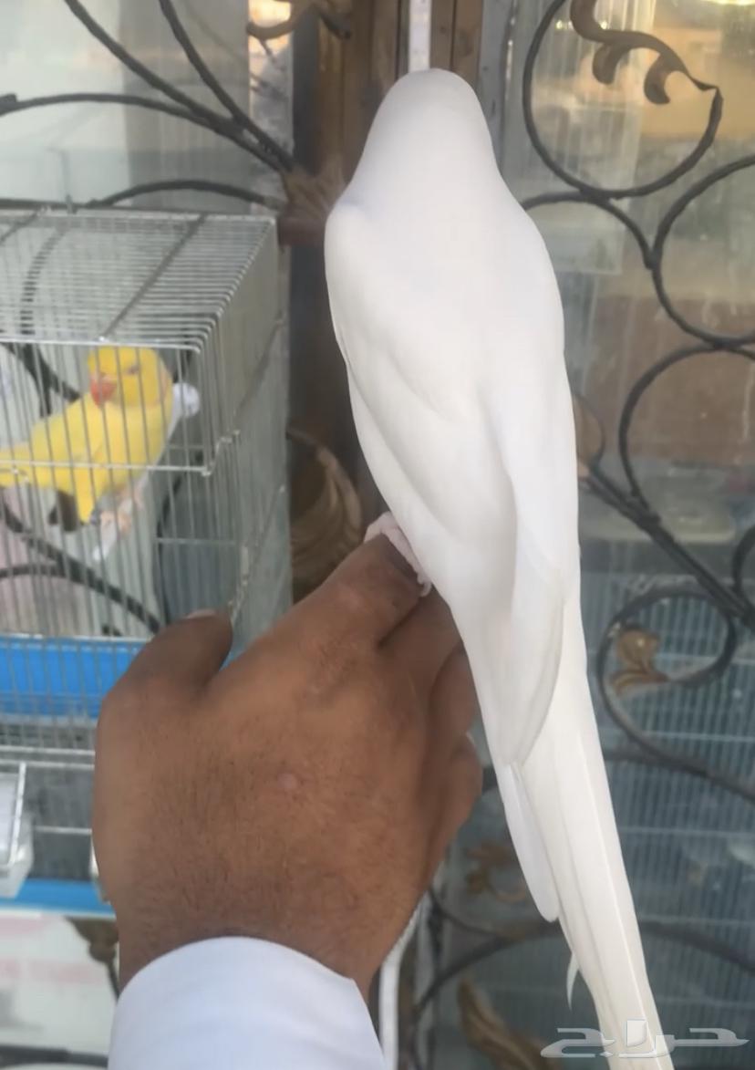 للبيع طيور درر هولندي اليفه متكلمه64581870004097112