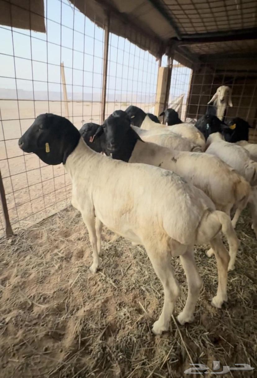 للبيع طليان كفو64582519223298110