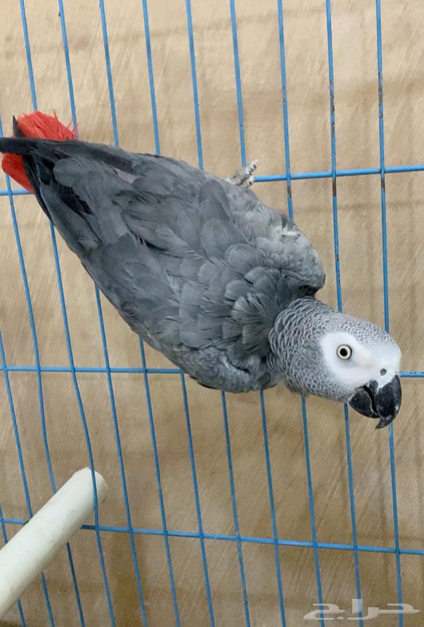 جوز كاسكو سوبر جامبو64587181825411112