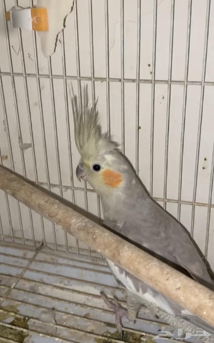 جوز كوكتيل مع فروخه64582937927043111