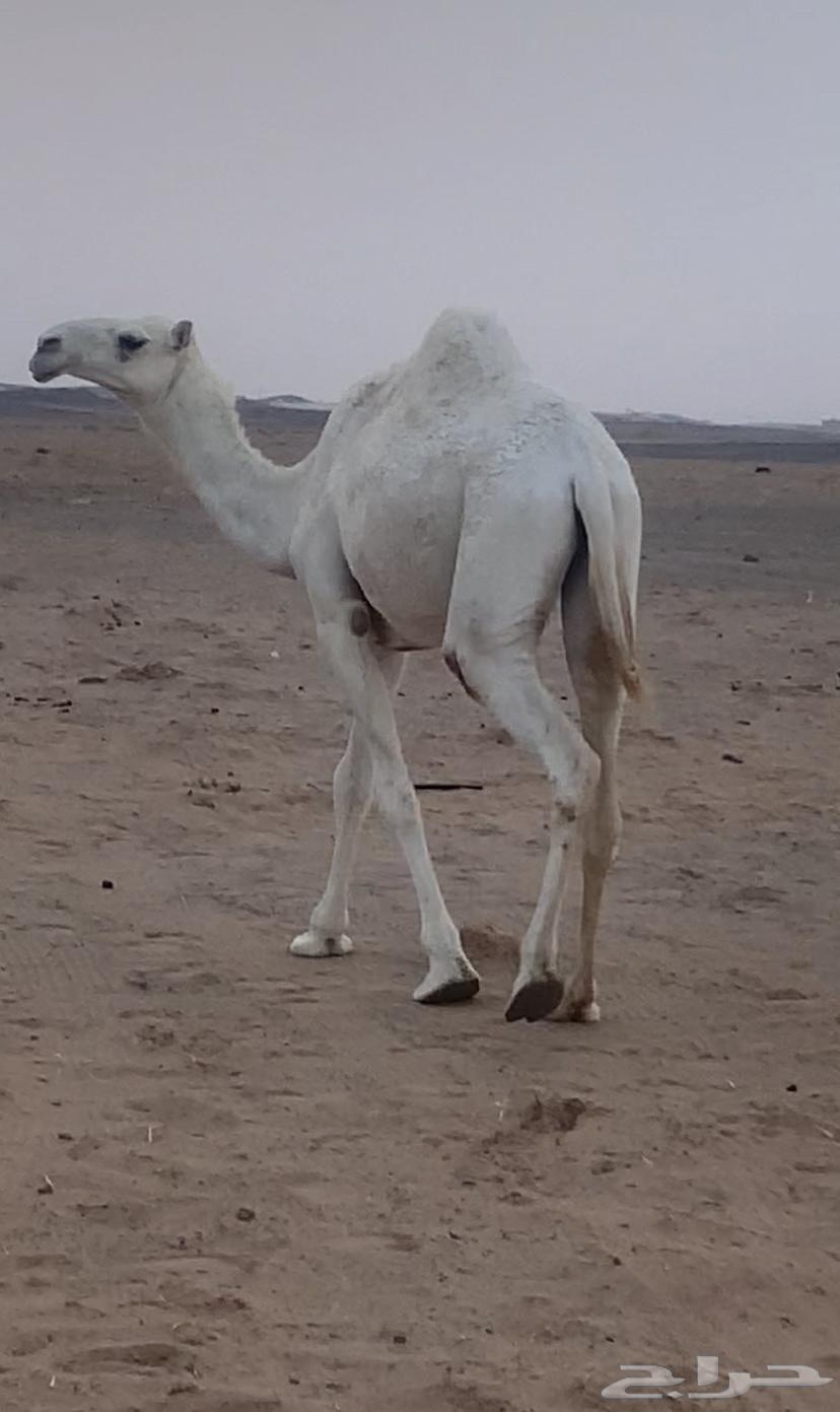 بكره حقه كحيلانية للبيع64585395028483111