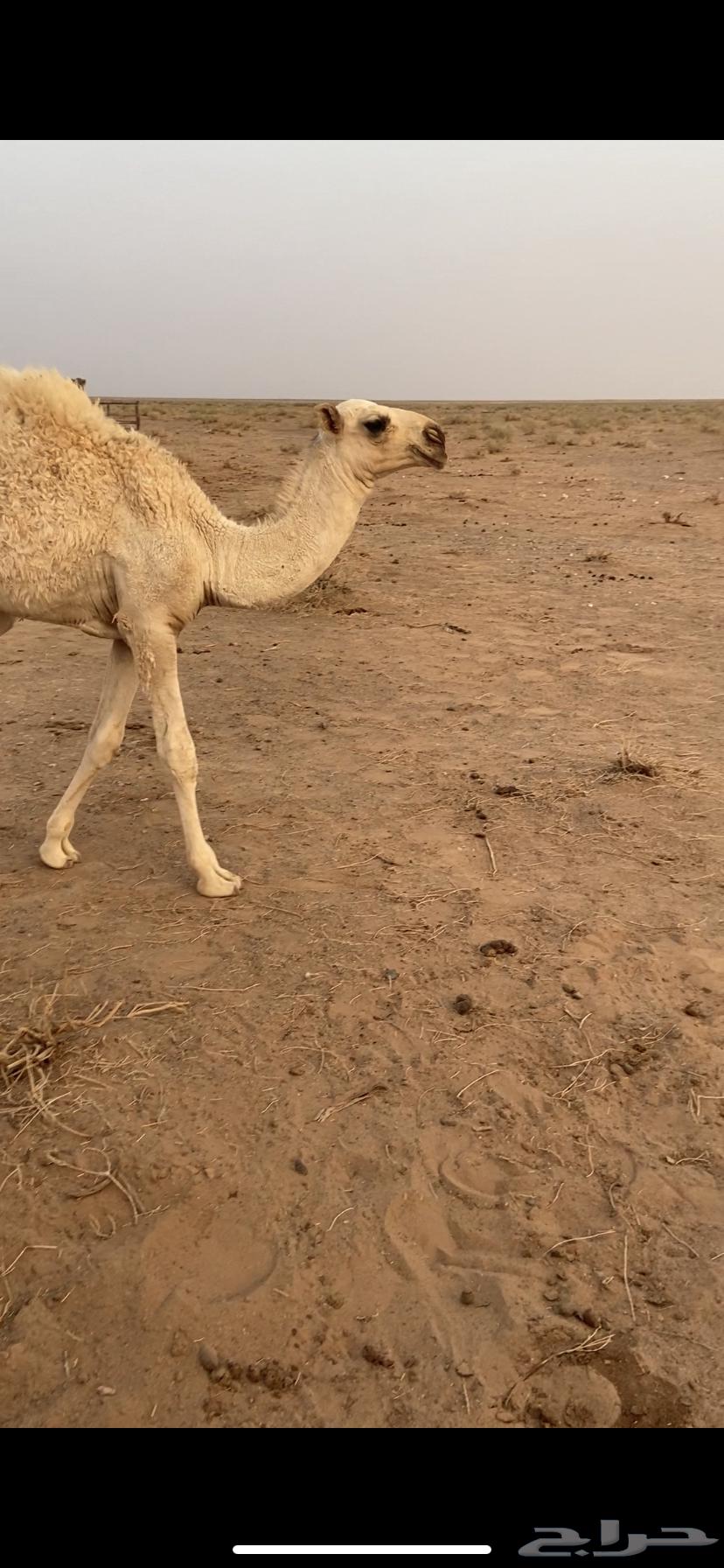 للبيع قعود64583251619842111