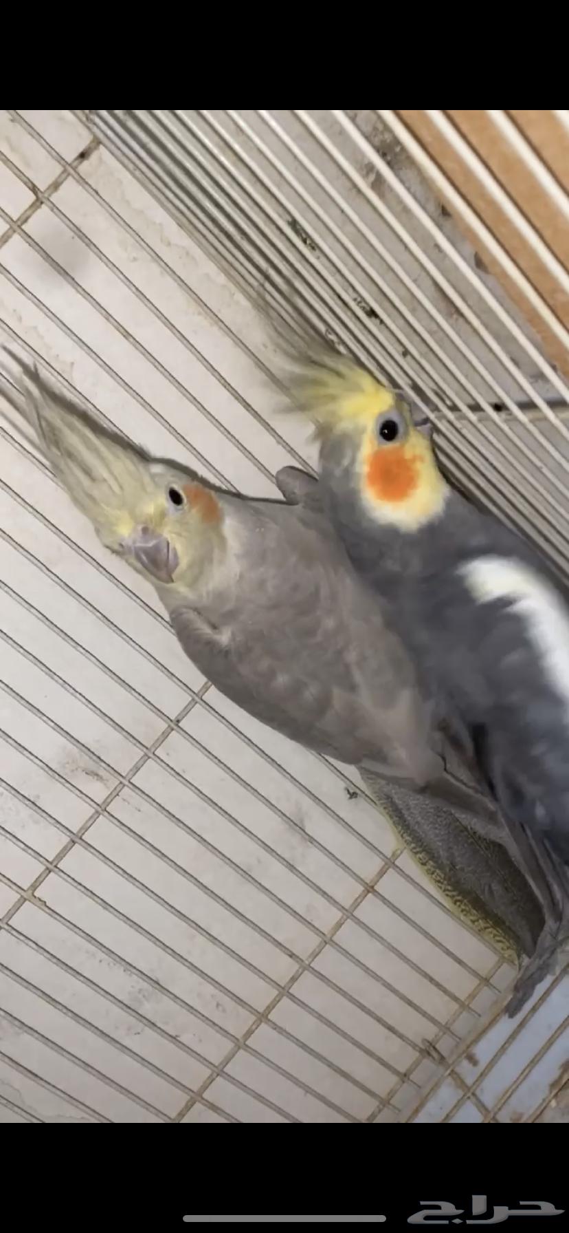 جوز كوكتيل مع فروخه64582937927043110