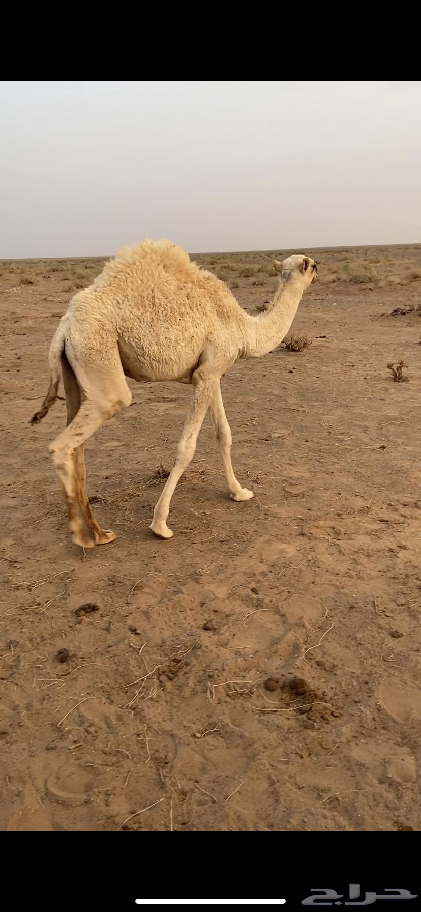 للبيع قعود64583251619842110