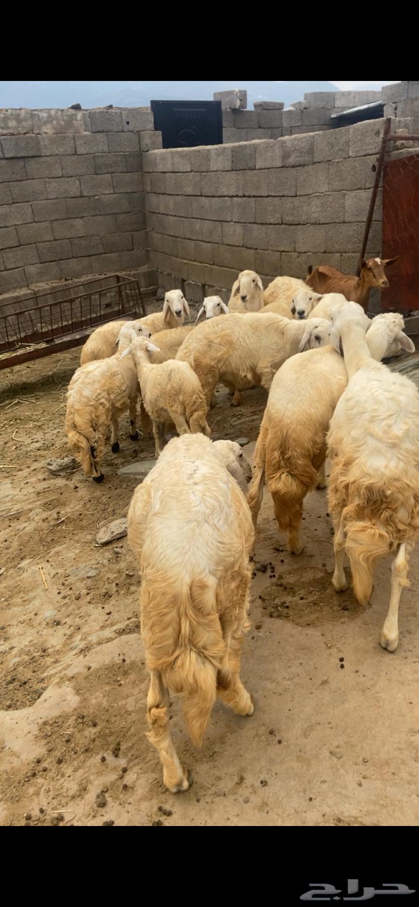 طليان للبيع64583923005571110