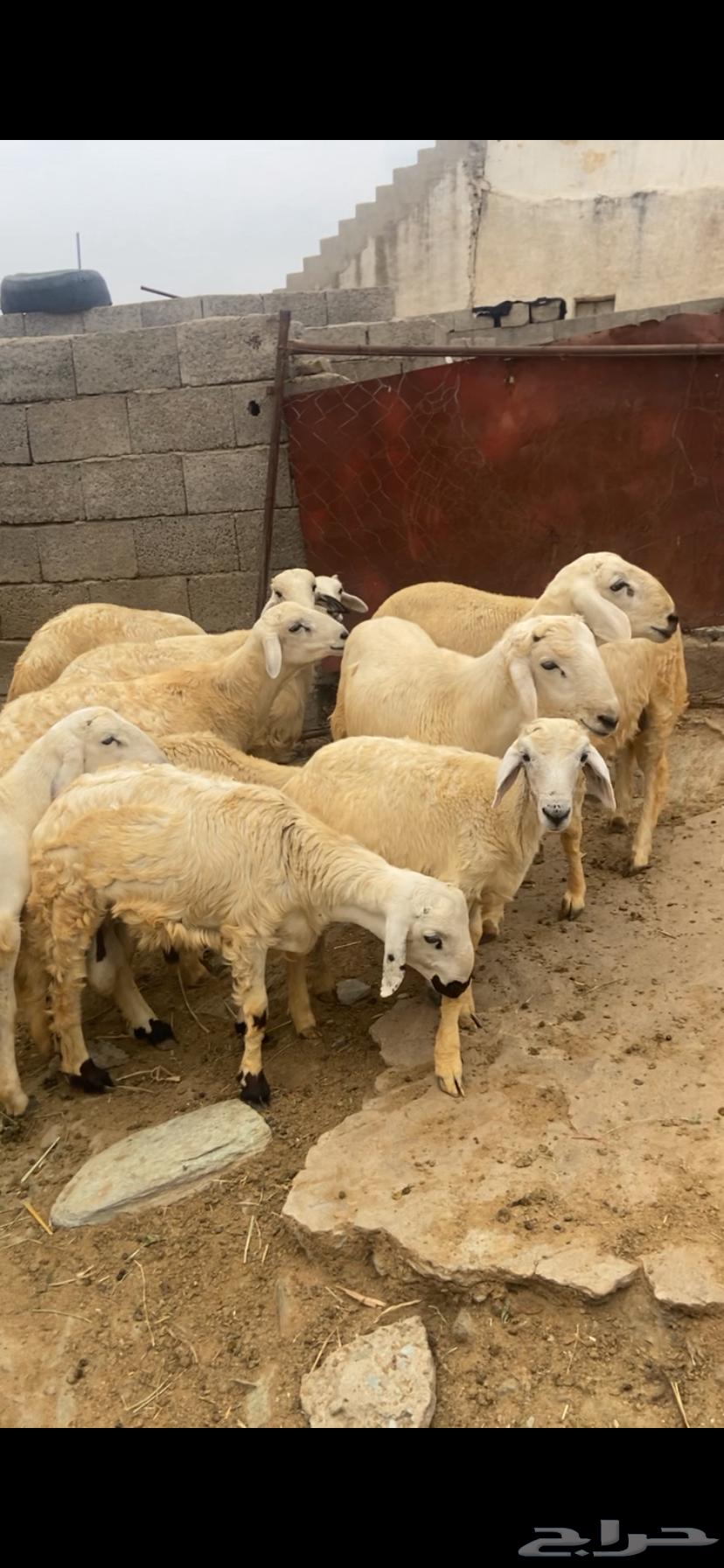 طليان للبيع64583923005571111