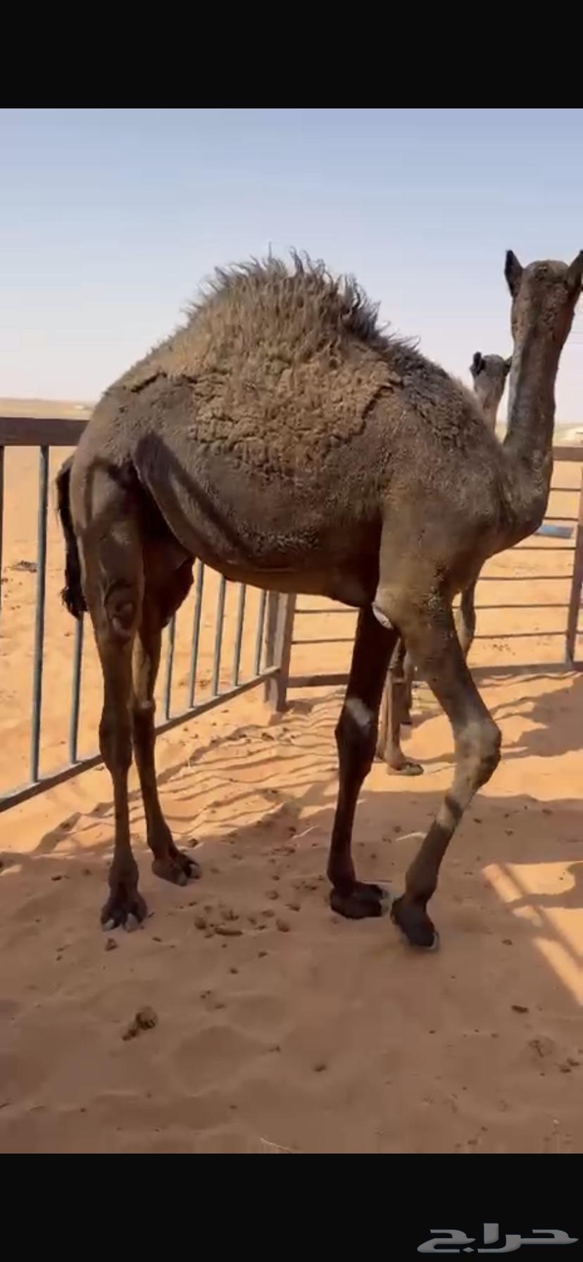 قعود مجهم على حليب امه وبرسيم64581759593858111