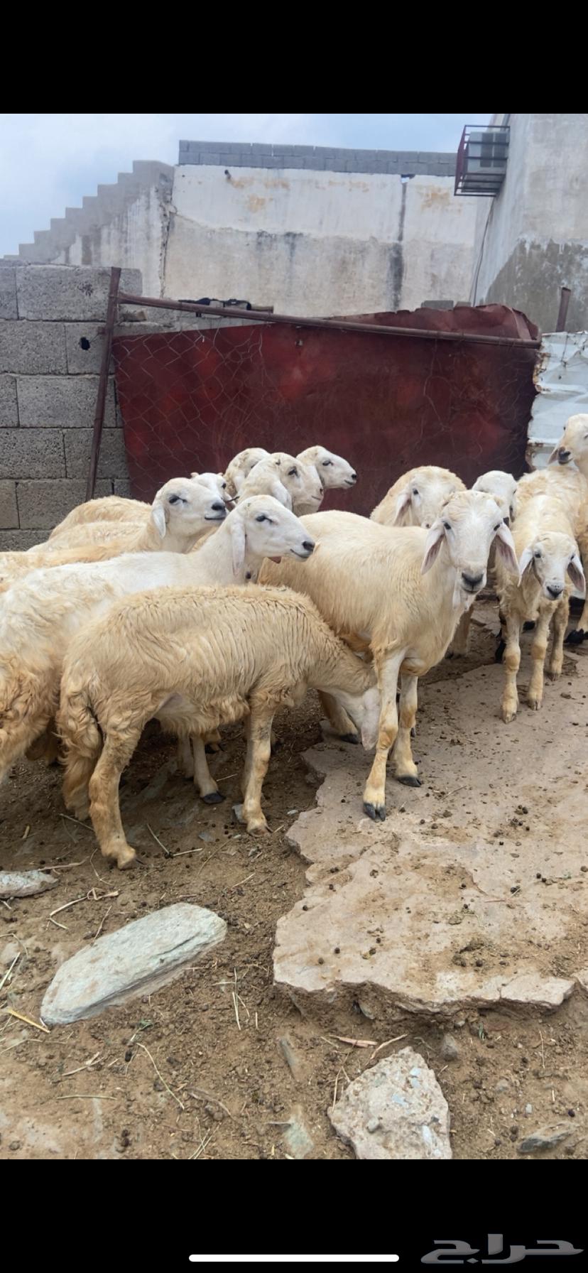 طليان للبيع64583923005571112