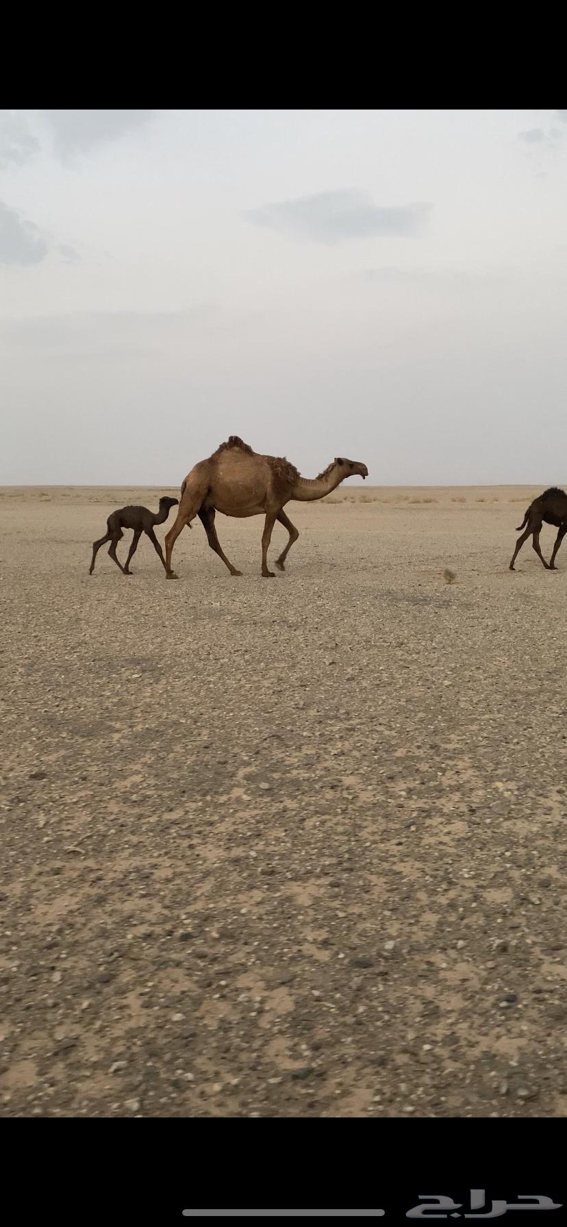 لبيع الخلفه64590027233153111