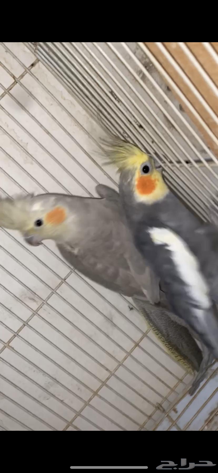 جوز كوكتيل مع فروخه64582937927043112