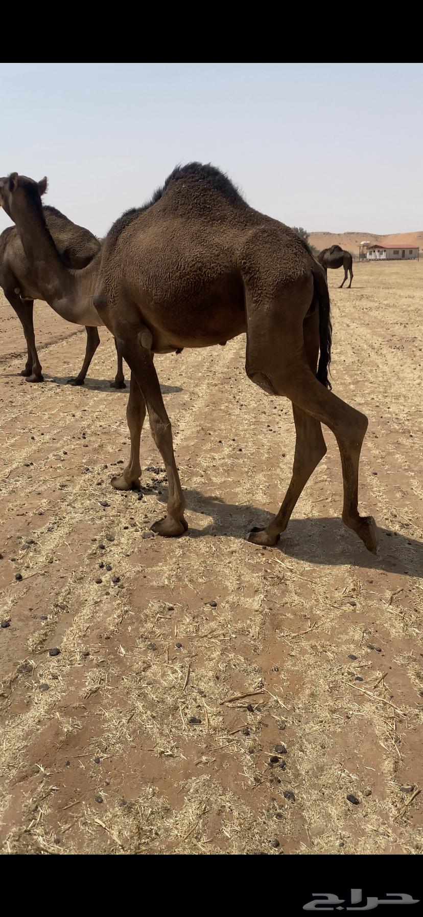 Extended sitting64581497301122111